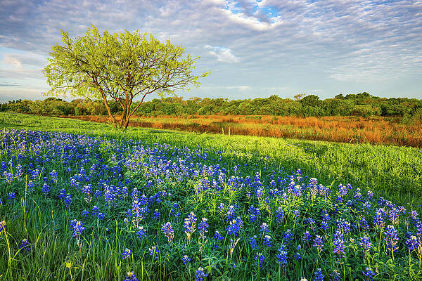 Photograph - Texas Morning Bluebonnets by Ron Long Ltd Photography