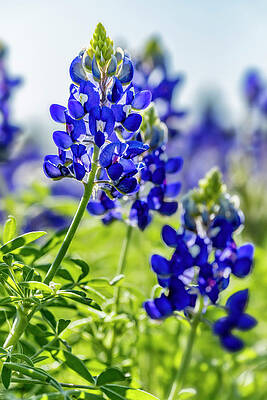 Green Wall Art featuring the photograph Texas Native by Kelley King