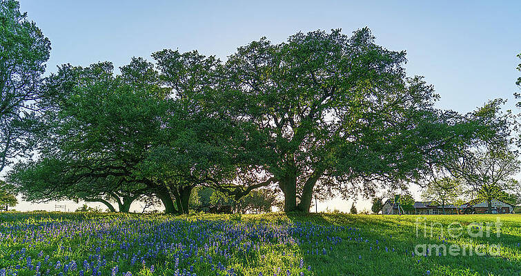 Texas Wall Art featuring the photograph Texas Oaks And Bluebonnets 2 by Ron Long Ltd Photography
