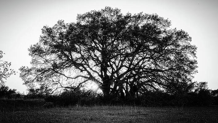 Texas Wall Art featuring the photograph Texas Ranch Oak Tree At Sunset BW by Ron Long Ltd Photography