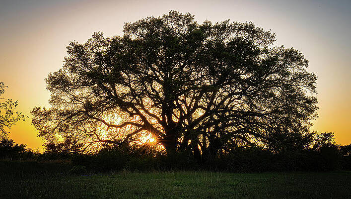Texas Wall Art featuring the photograph Texas Ranch Oak At Sunset by Ron Long Ltd Photography