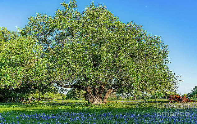 Texas Wall Art featuring the photograph Texas Ranch Oaks And Bluebonnets by Ron Long Ltd Photography