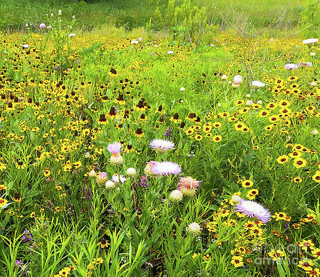 Wall Art featuring the photograph Texas Spring Wildflowers 2 by Ron Long Ltd Photography