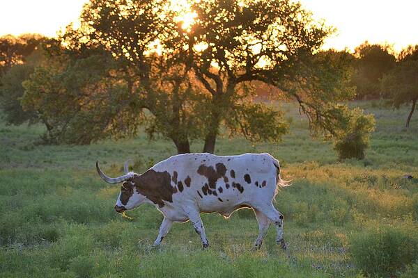 Landscape Photograph - Texas Sunset by Alden White Ballard