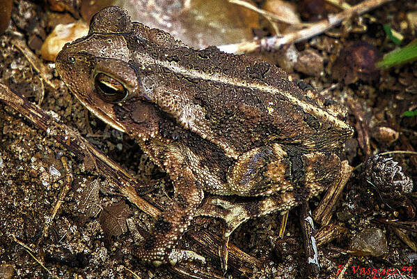 Hawk Photograph - Texas Toad Camouflage by Rene Vasquez