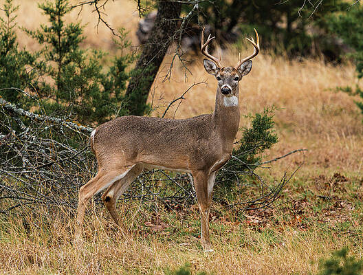 Texas Wall Art featuring the photograph Texas Whitetail Buck Intensity by Ron Long Ltd Photography