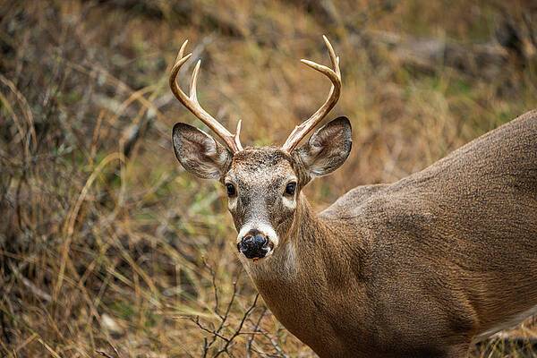 Texas Wall Art featuring the photograph Texas Whitetail Buck Portrait 1 by Ron Long Ltd Photography