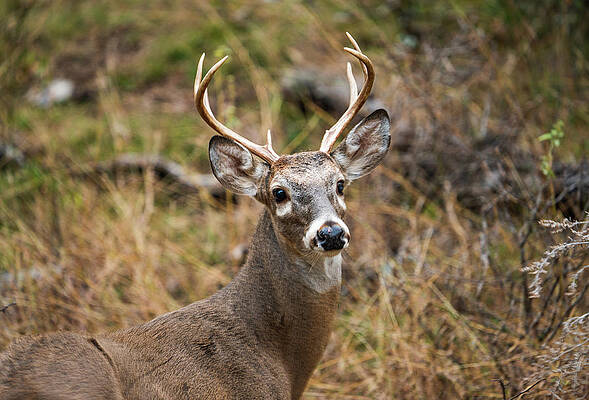 Texas Wall Art featuring the photograph Texas Whitetail Buck Portrait 2 by Ron Long Ltd Photography