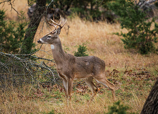 Texas Wall Art featuring the photograph Texas Whitetail Buck Stillness by Ron Long Ltd Photography