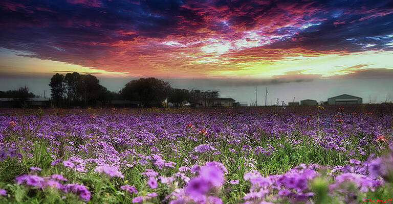 Wall Art featuring the photograph Texas Wild Flowers by Rene Vasquez