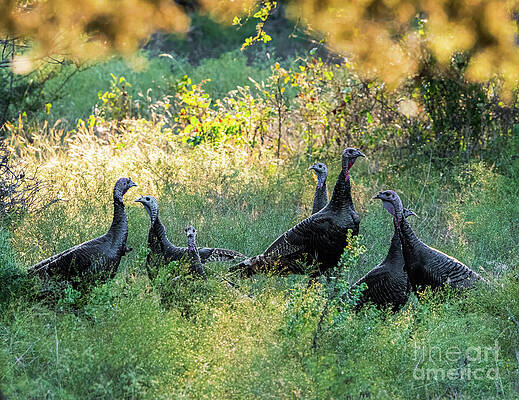 Serene Photograph - Texas Wild Turkey Gathering by Ron Long Ltd Photography