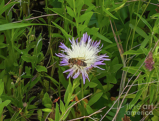 Wall Art featuring the photograph Texas Wildflower Visitor 2 by Ron Long Ltd Photography