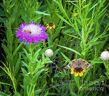 Wall Art featuring the photograph Texas Wildflower Visitors by Ron Long Ltd Photography