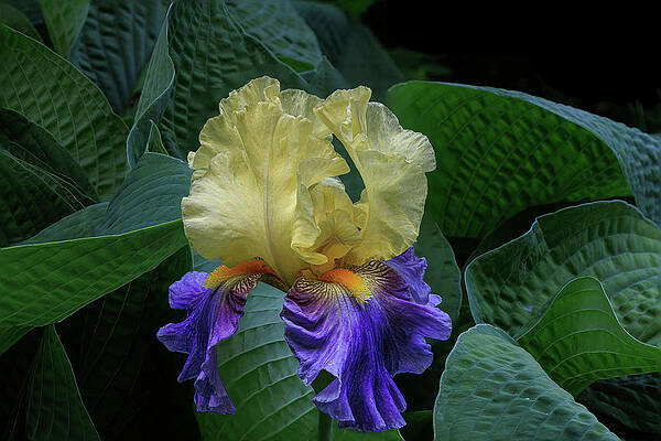 Flower Photograph - Textures And Patterns by Tim Lyden