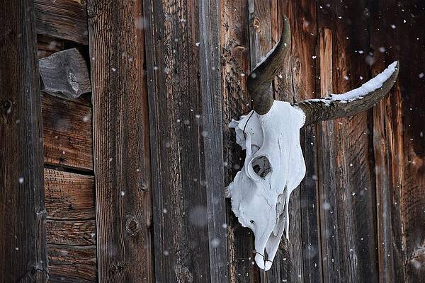 Cowboy Wall Art featuring the photograph Thanksgiving by Alden White Ballard