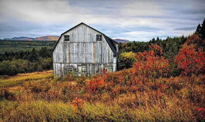 Tree Wall Art featuring the photograph That Old Barn by Tatiana Travelways