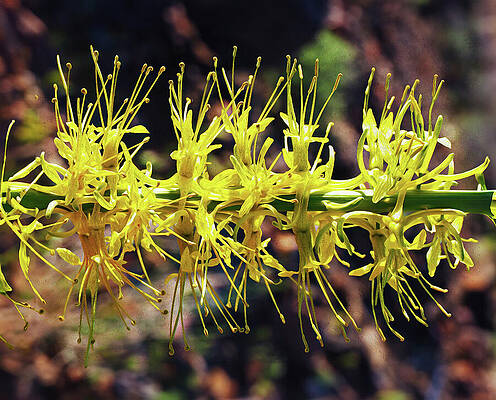Wall Art featuring the photograph The Anthereal Ballet by Joe Schofield