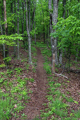 Wall Art featuring the photograph The Appalachian Trail by Deb Beausoleil