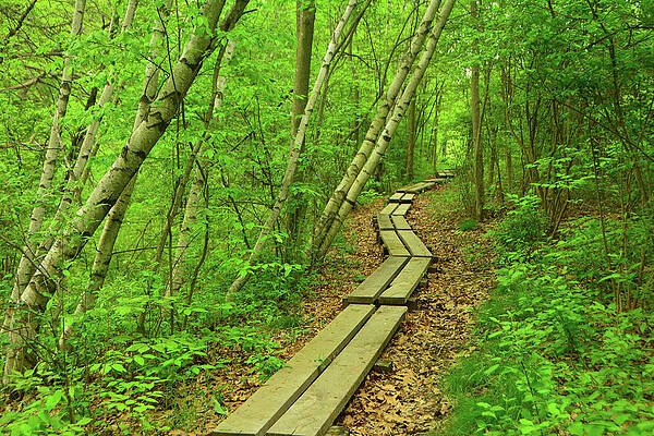 Wilderness Wall Art featuring the photograph The Appalachian Trail Winds Through The Aspen Forest by Raymond Salani III