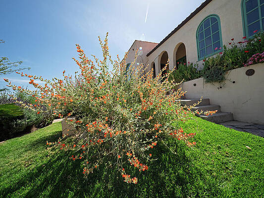 Wall Art featuring the photograph The Apricot Mallow Specimen by Joe Schofield
