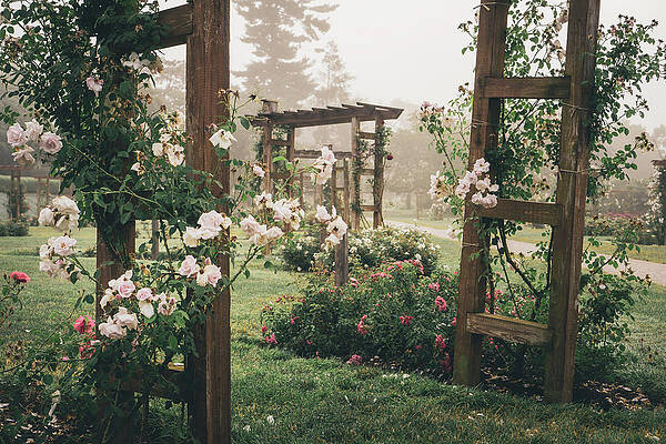 Light Wall Art featuring the photograph The Arbors Of The Allentown Rose Gardens by Jason Fink