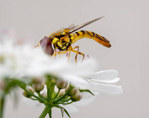 Wall Art featuring the photograph The Art Of Pollination by Joe Schofield