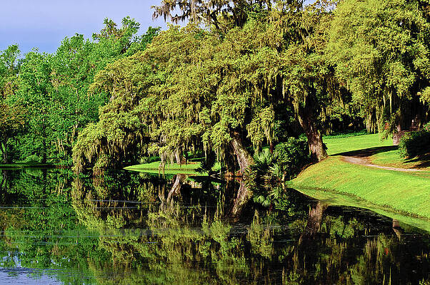 South Carolina Photograph - The Ashley River by Louis Dallara