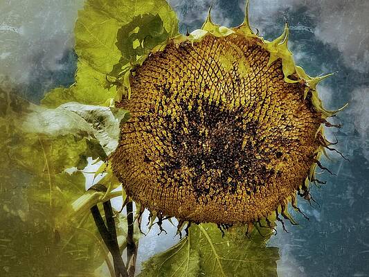 Wall Art featuring the photograph The Autumn Sunflower by Mary Lee Dereske