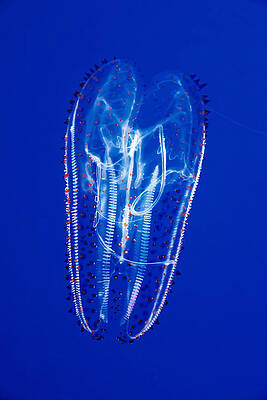 Marine Wall Art featuring the photograph The Beautiful Sea Goddess - Spotted Comb Jelly by KJ Swan