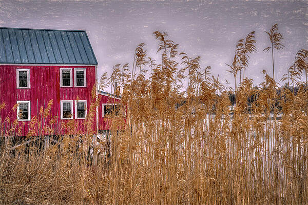 Rustic Photograph - The Beauty Of Phragmites by Penny Polakoff