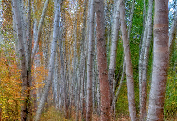 Wall Art featuring the photograph The Birch Grove by Penny Polakoff