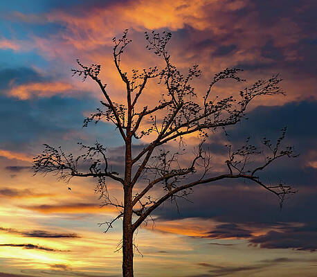 Background Photograph - The Birds At Sunset by Gina Fitzhugh