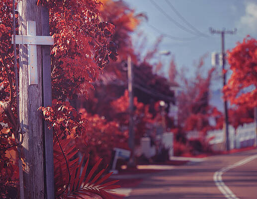 Wall Art featuring the photograph The Blood Of The Lamb by Gian Smith