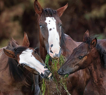 Arizona Photograph - The Blue-Eyed Mare. by Paul Martin