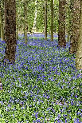 Spring Wall Art featuring the photograph The Bluebell Path by Shirley Mitchell