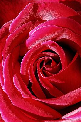 Wall Art featuring the photograph The Blushing Rose by KJ Swan
