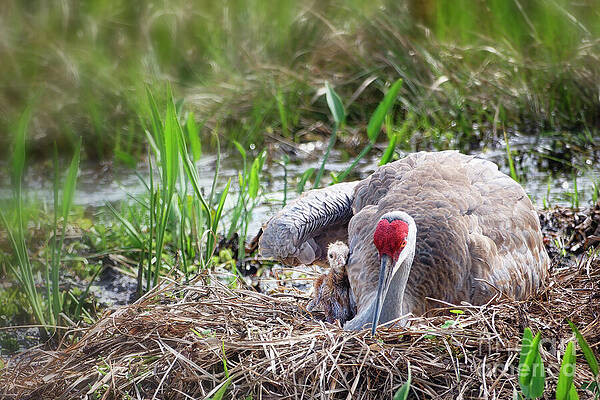Fl Wall Art featuring the photograph The Bonding Process Begins  4 Of 12 by Mary Lou Chmura