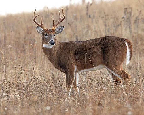 Wall Art featuring the photograph The Boss by Jim E Johnson