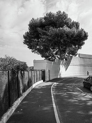 Solitary Tree by a Curved Road Wall Art