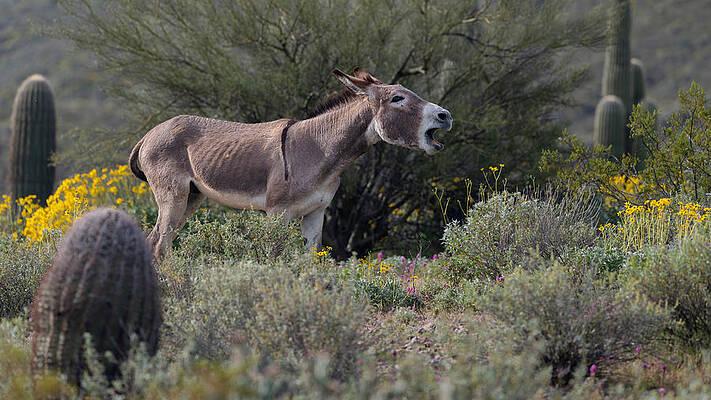 Arizona Photograph - The Call Of The Burro. by Paul Martin