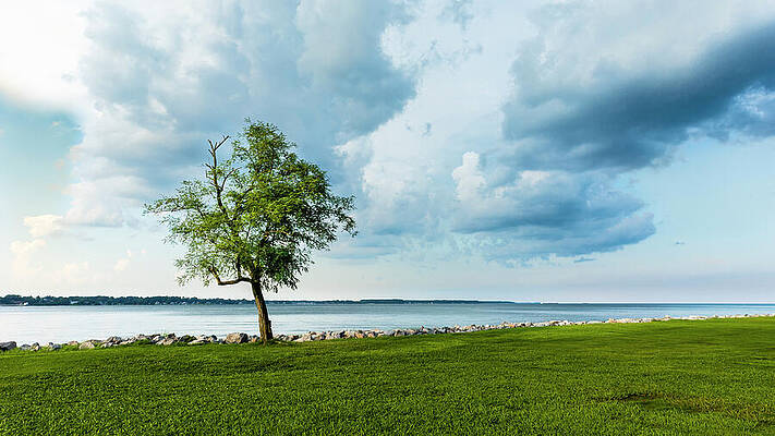 Lone Tree by the Lake Wall Art