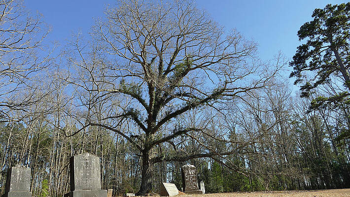 Newberry Wall Art featuring the photograph The Cemetery Oak by Brian Hare