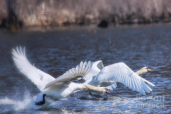 Wall Art featuring the photograph The Chase Is On by Mary Lou Chmura