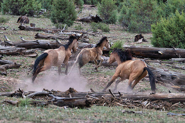 Nature Photograph - The Chase by American Landscapes