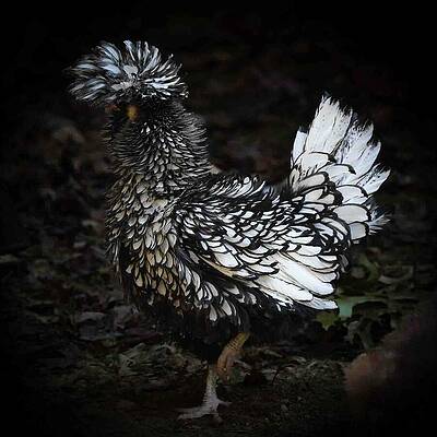 Wall Art featuring the photograph A Polish Hen Named Blanche Dubois by Bonnie Colgan
