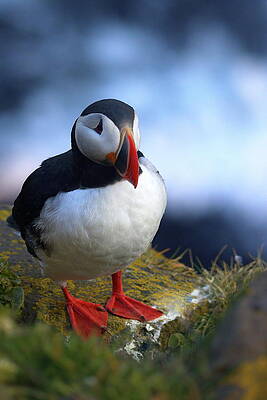 Puffin Photograph - The Clown Prince by Christopher Mathews