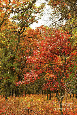 Fall Photograph - The Colors Of Fall by Natural Focal Point Photography