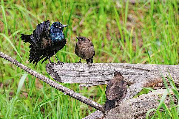 Wildlife Photograph - The Conversation by Robert Niemeier