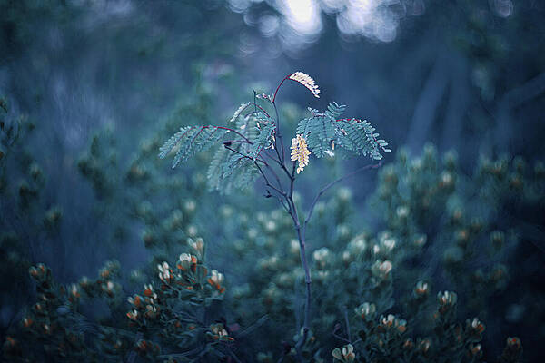 Wall Art featuring the photograph The Coral by Gian Smith