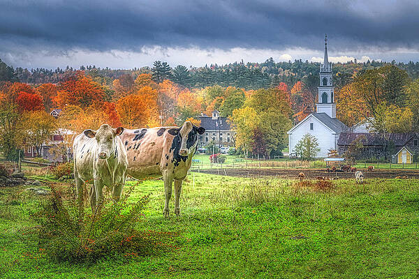 Wall Art featuring the photograph The Cows At Remick Farm by Penny Polakoff